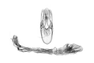 長櫛始莢螟蛾 Protoetiella venustella 雄蟲