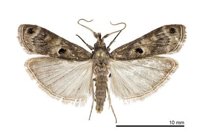 長櫛始莢螟蛾 Protoetiella venustella 雄蟲