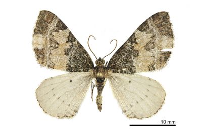 大白斑朦尺蛾 Protonebula egregia 雄蟲
