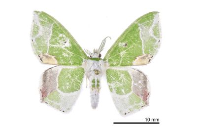 伴絲尺蛾 Protuliocnemis partita 雄蟲