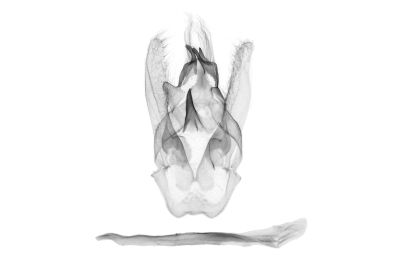 伴絲尺蛾 Protuliocnemis partita 雄蟲