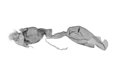 芬氏羚野螟蛾 Pseudebulea fentoni 雌蟲