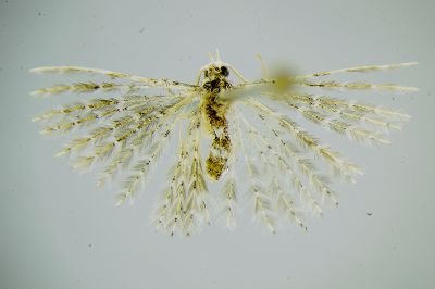 臺灣多翼蛾 Pterotopteryx formosana 雄蟲