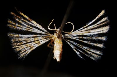 達悟多翼蛾 Pterotopteryx taoa 雌蟲