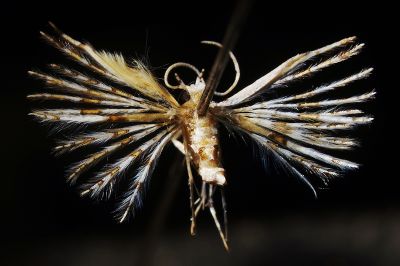 達悟多翼蛾 Pterotopteryx taoa 雄蟲