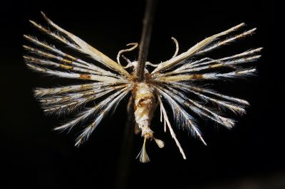 達悟多翼蛾 Pterotopteryx taoa 雄蟲