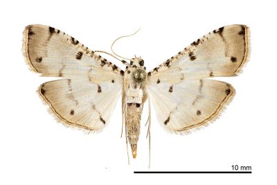 泡桐捲葉野螟蛾 Pycnarmon cribrata 雄蟲