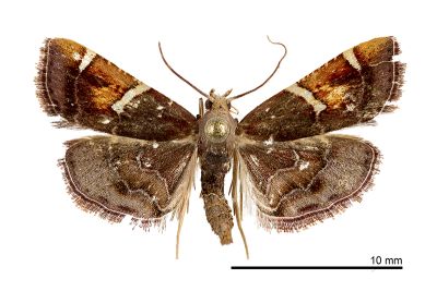 金黃螟蛾 Pyralis regalis 雌蟲
