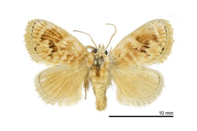 波仿眉刺蛾 Quasinarosa corusca 雄蟲