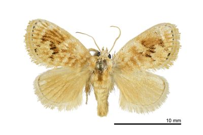 波仿眉刺蛾 Quasinarosa corusca 雄蟲