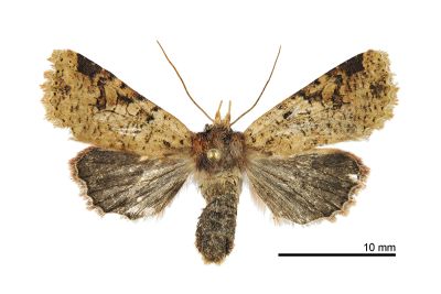 隱長喙夜蛾 Rhynchaglaea labiscitula 雌蟲
