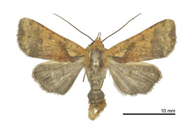 橘長喙夜蛾 Rhynchaglaea leuteomixta 雄蟲