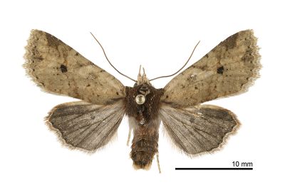 枯紋長喙夜蛾 Rhynchaglaea perscitula 雌蟲