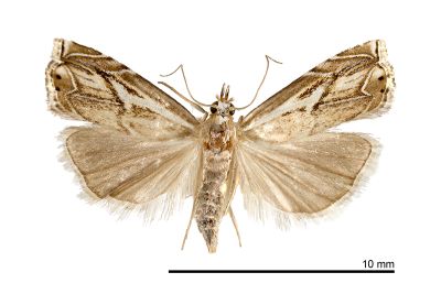 Roxita bipunctella 雄蟲