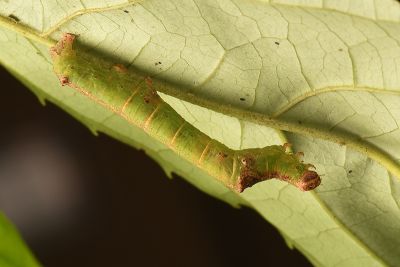 銀沙尺蛾 Sarcinodes aequilinearia
