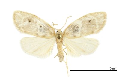 珠苔蛾 Schistophleps bipuncta 雌蟲