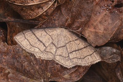 三線岩尺蛾 Scopula mecysma mecysma 雄蟲