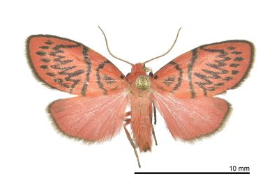 斯特蘭德氏瑟美苔蛾 Sesapa strandiana 雄蟲