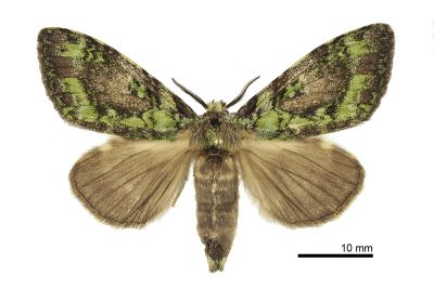 瑟舟蛾 Somera viridifusca viridifusca 雌蟲