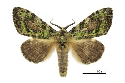 瑟舟蛾 Somera viridifusca viridifusca 雌蟲