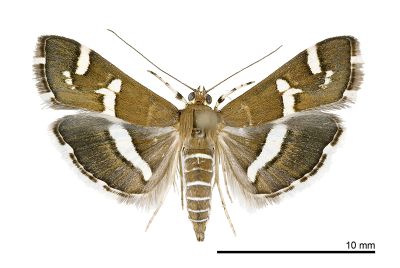 甜菜白帶野螟蛾 Spoladea recurvalis 雌蟲