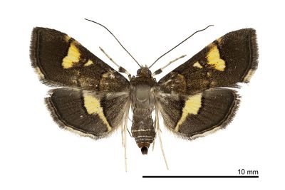 黄斑環角野螟蛾 Syngamia falsidicalis 雄蟲