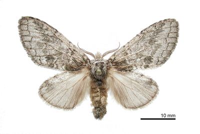 普氏胯舟蛾 Syntypistis pryeri 雌蟲