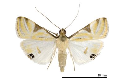 緗帶野螟蛾 Talanga sexpunctalis 雄蟲