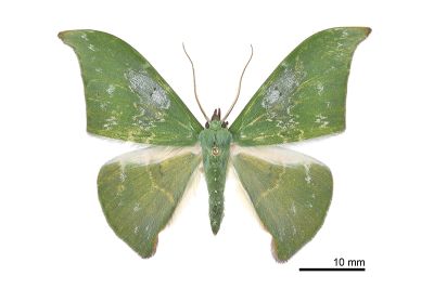 雙點鐮翅青尺蛾 Tanaorhinus viridiluteata 雄蟲
