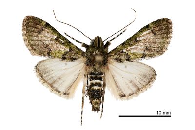 暗網叢螟蛾 Teliphasa nubilosa 雄蟲