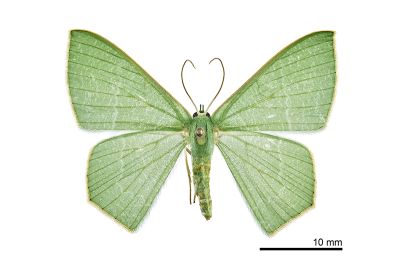 翡樟翠尺蛾 Thalassodes intaminata 雌蟲
