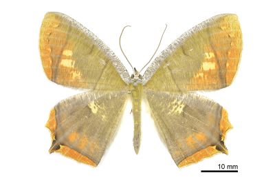 灰斑黃蝶尺蛾 Thinopteryx nebulosa 雌蟲