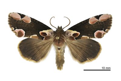 大斑波紋蛾 Thyatira batis formosicola 雄蟲