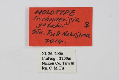 矢崎氏洱尺蛾 Trichopterigia yazakii