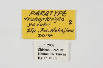 矢崎氏洱尺蛾 Trichopterigia yazakii