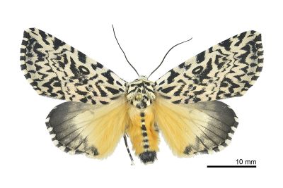 鑲夜蛾 Trichosea champa 雌蟲