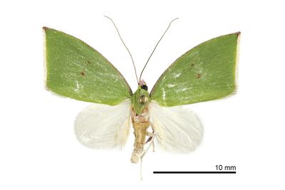 綠角翅瘤蛾 Tyana falcata 雄蟲