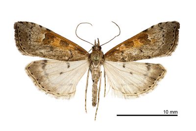 大禹嶺紅痣纓突野螟蛾 Udea stigmatalis tayulingensis 雄蟲