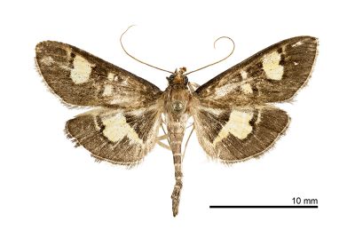 Mecyna tricolor 雄蟲