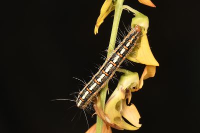擬三色星燈蛾 Utetheisa lotrix