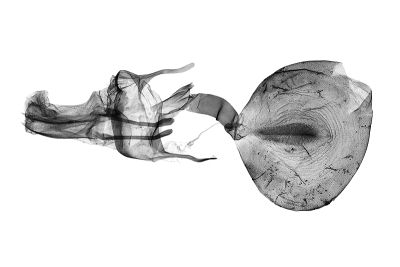 大黑斑維尺蛾 Venusia megaspilata 雌蟲