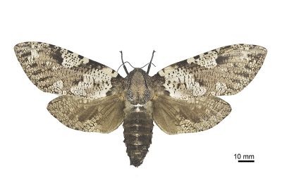 梟斑木蠹蛾 Xyleutes strix 雌蟲