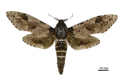 梟斑木蠹蛾 Xyleutes strix 雄蟲