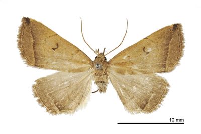 八重山鐮鬚裳蛾 Zanclognatha yaeyamalis 雌蟲