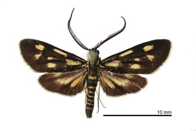 蓬萊禾斑蛾 Zeuxippa formosa 雄蟲