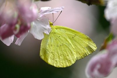 亮色黃蝶 Eurema blanda arsakia