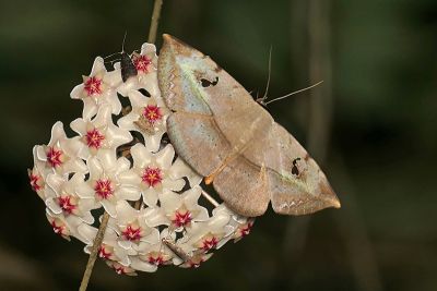 暗緣變色裳蛾 Hypopyra ossigera