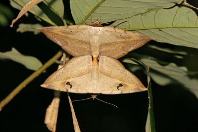 暗緣變色裳蛾 Hypopyra ossigera