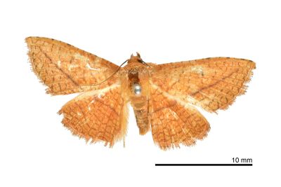 紅線網蛾（暫稱中文名） Striglina propatula huisun