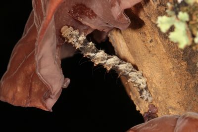 白點卡裳蛾 Caduca albopunctata